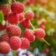 Natural Flavors